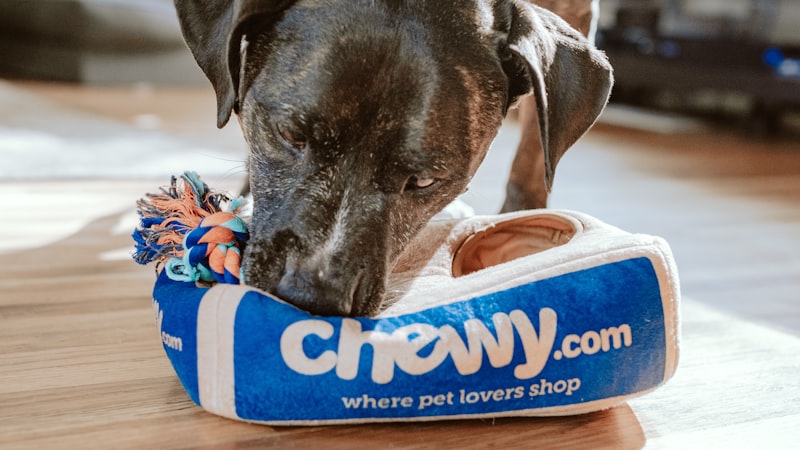 Best Ways to Calm an Anxious Dog
