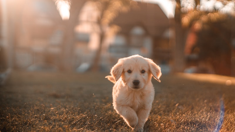 How to Help a Dog Lose Weight Safely