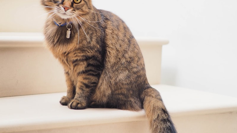 Best Cat Trees for Large Cats 2026