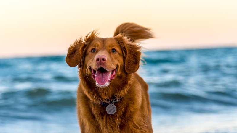 Common Dog Allergies and Treatment
