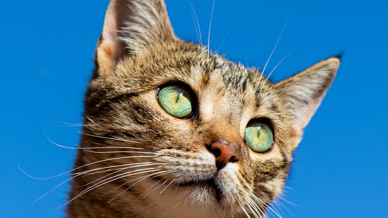Cat Nutrition Guide What to Feed