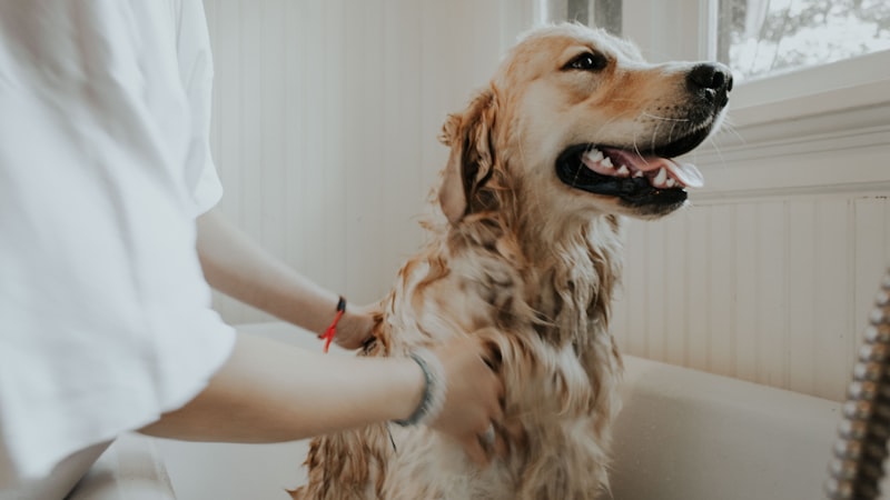 Best GPS Pet Trackers Compared 2026