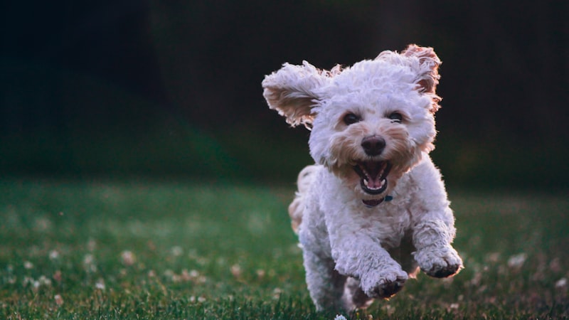 Senior Dog Care Tips for Aging Pets