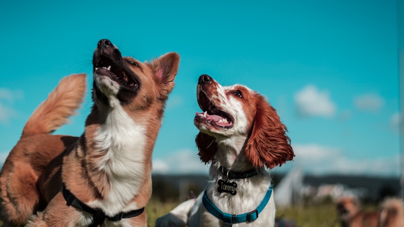 How to Stop Your Dog Pulling on the Leash: Proven Methods