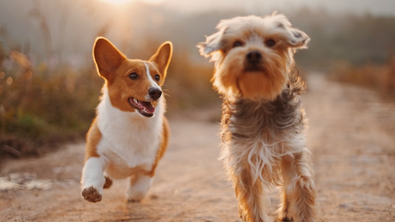Signs Your Dog Needs to See a Vet