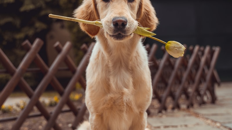 Best Dog Toys for Aggressive Chewers