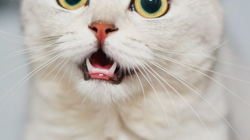 How to Travel With a Cat Safely