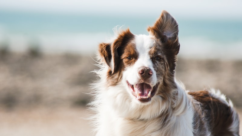 How to Stop a Dog From Barking Excessively
