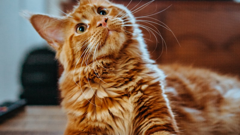 Best Automatic Cat Feeders 2026