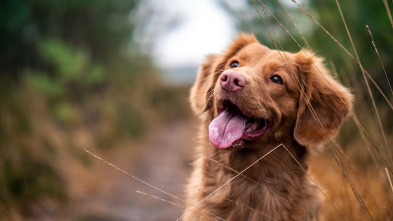 Dog Food Ingredients to Avoid Toxic List