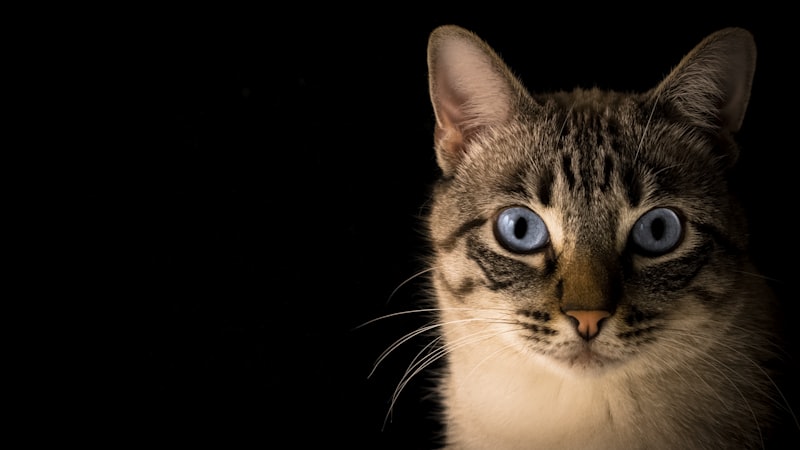 Cat Grooming Tips for Long Hair Breeds