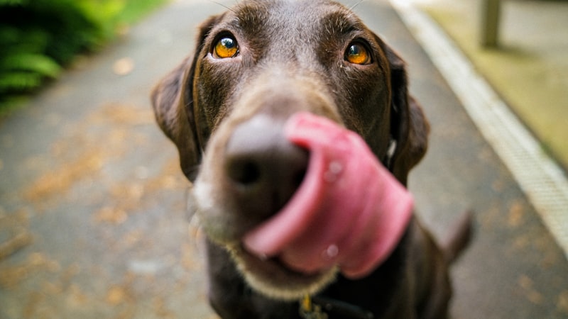 How to Bathe a Dog at Home Step by Step