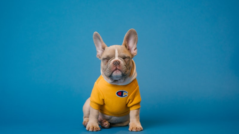 How to Train a Puppy Basic Commands: Step-by-Step