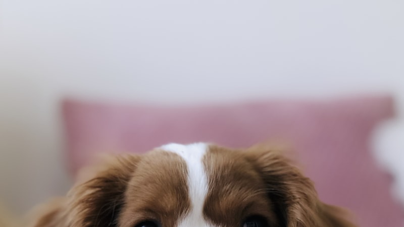 How to Prevent Fleas and Ticks Naturally