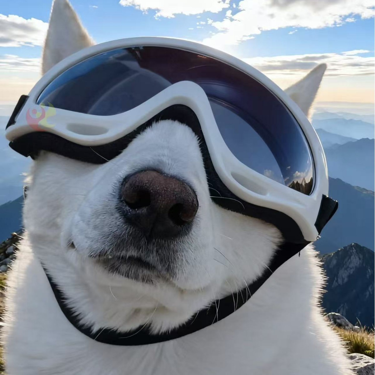 Pet Windproof Goggles With Dual Straps