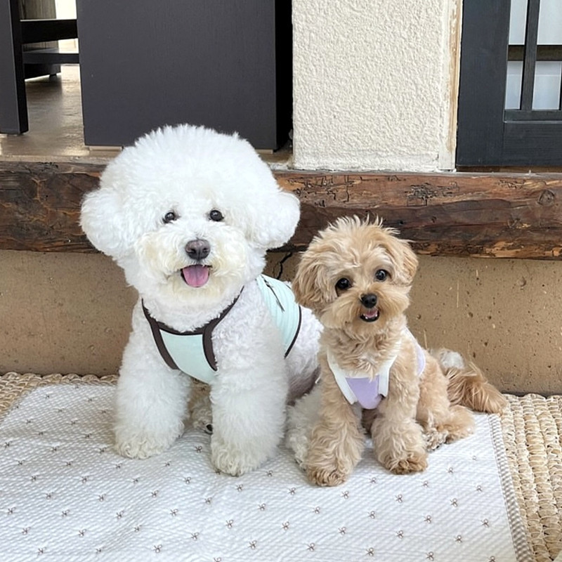Breathable Summer Mesh Dog Vest Harness image 6