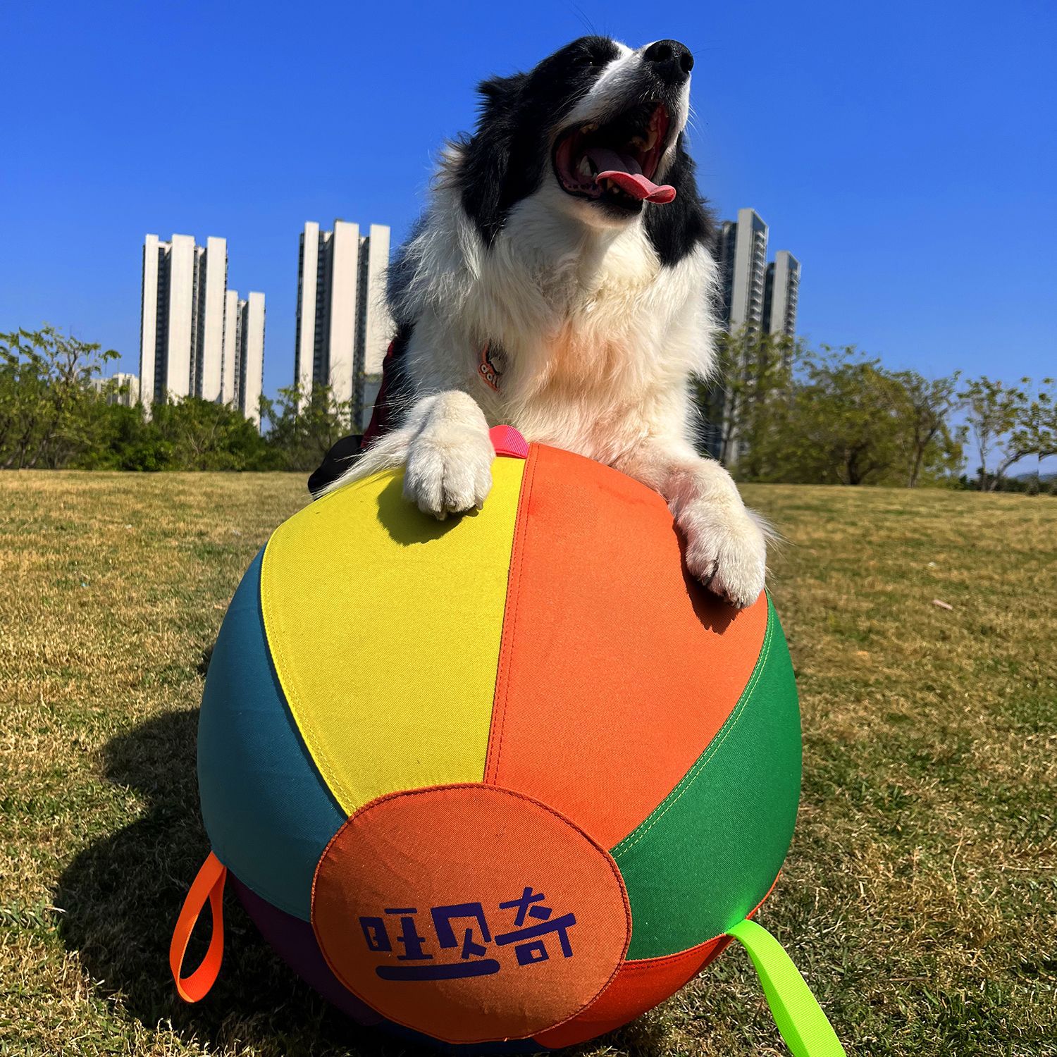 Colorful Inflatable Dog Training Toy image 12