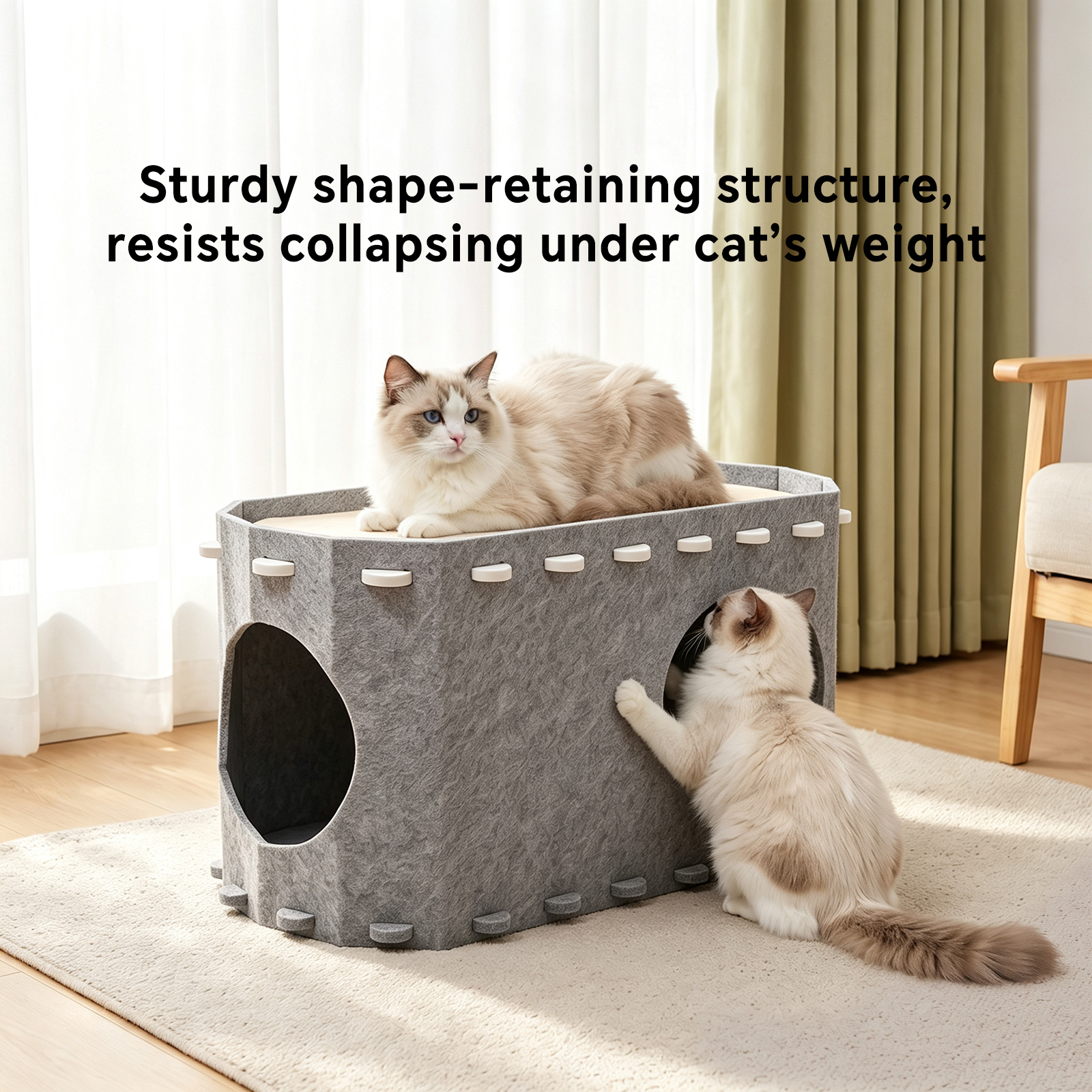 Cat House Petting Room image 5