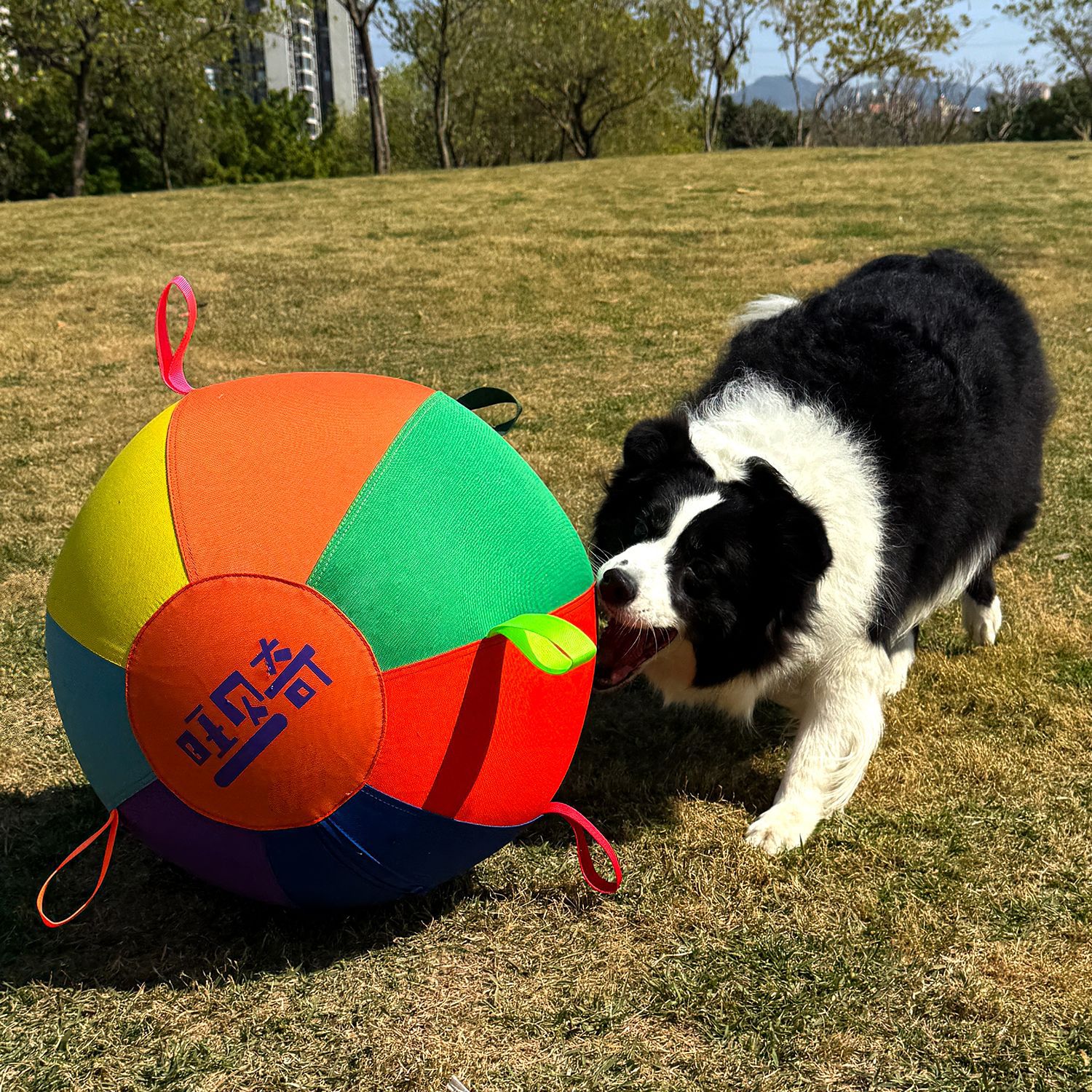 Colorful Inflatable Dog Training Toy image 8