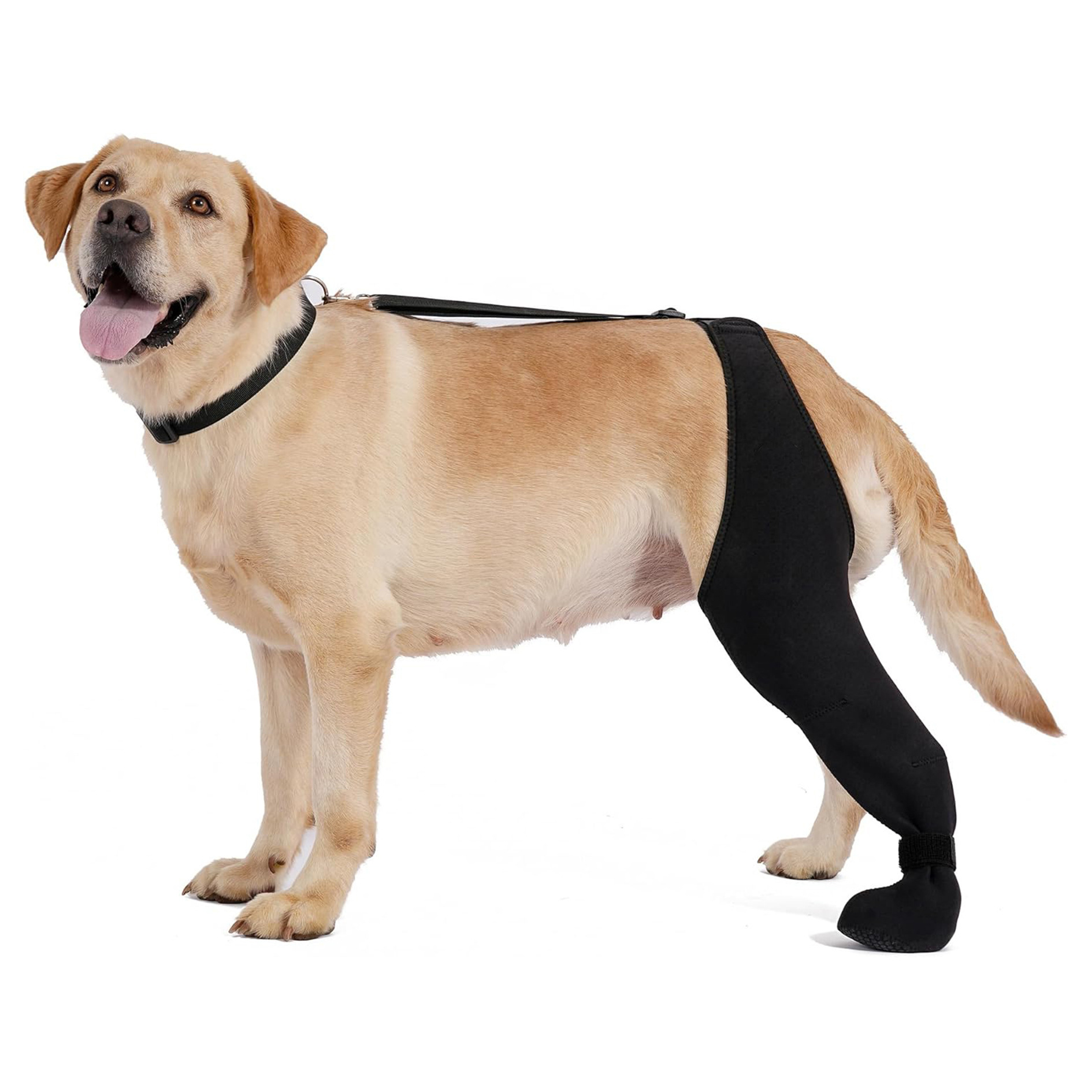 Pet Knee Brace for Ligament Support image 4
