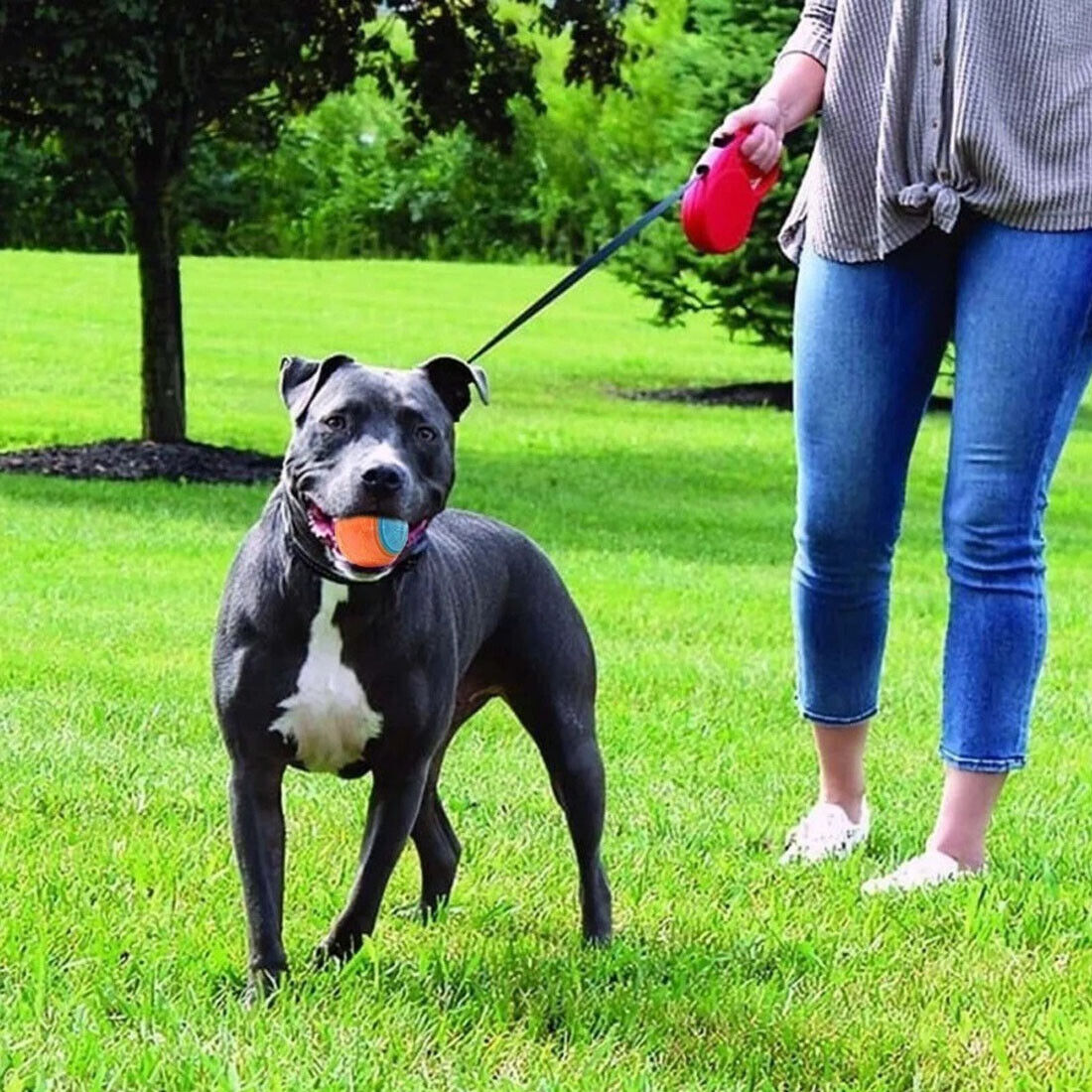 Scooby-Doo Squeaky Dog Ball Set image 11