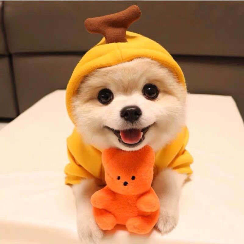 Fruit Fleece Dog Hoodie image 2