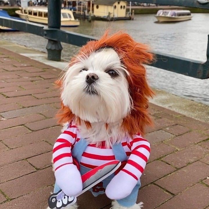 Pet Clothing Cat And Dog Apparel Supplies image 7