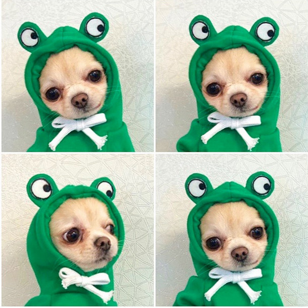 Fruit Fleece Dog Hoodie image 5