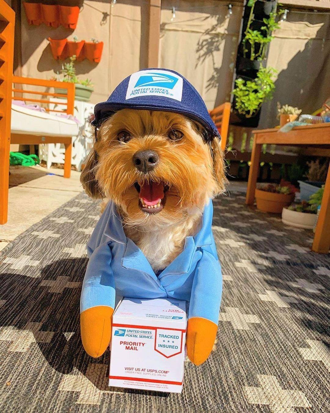 Pet Clothing Cat And Dog Apparel Supplies image 10