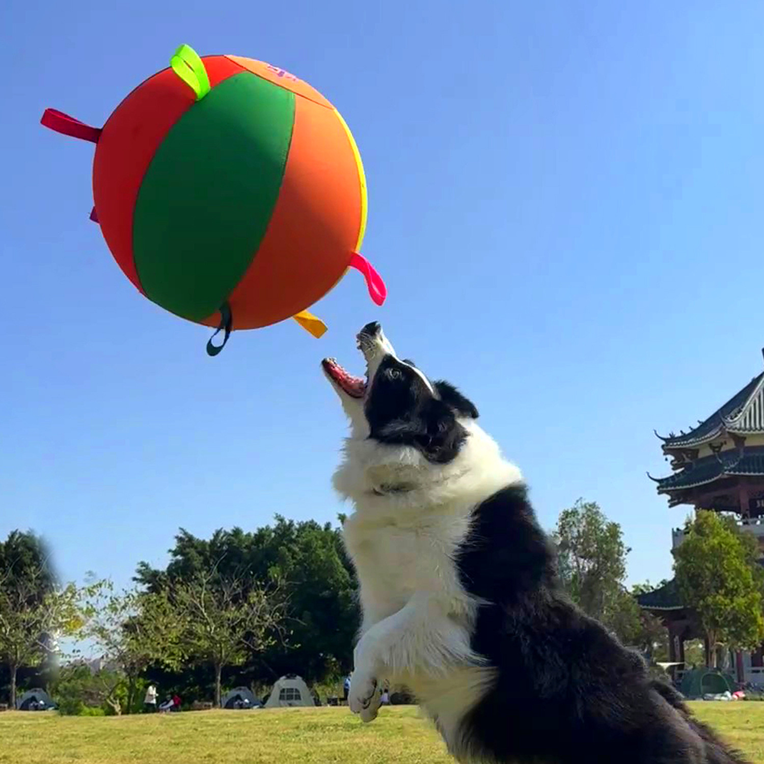 Colorful Inflatable Dog Training Toy image 4