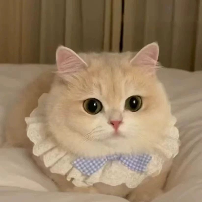 Cotton Lace Pet Bow Bib image 9